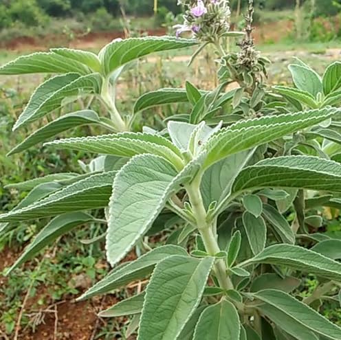 Indian catmint plant-pei mirati