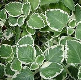 Variegated karpooravalli-Variegated mexican mint