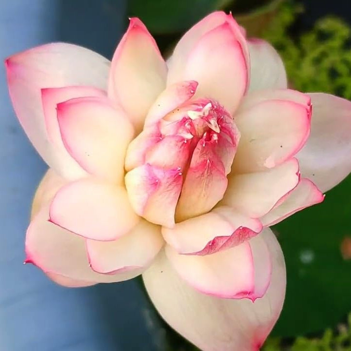 Bowl lotus 'Mirnalini ' tuber (Pack of 1 tuber)