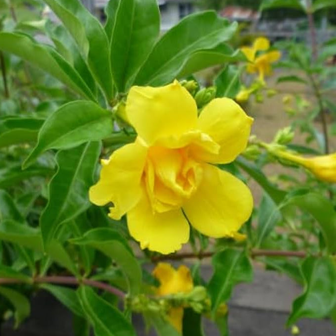 Allamanda yellow double layer flower plant