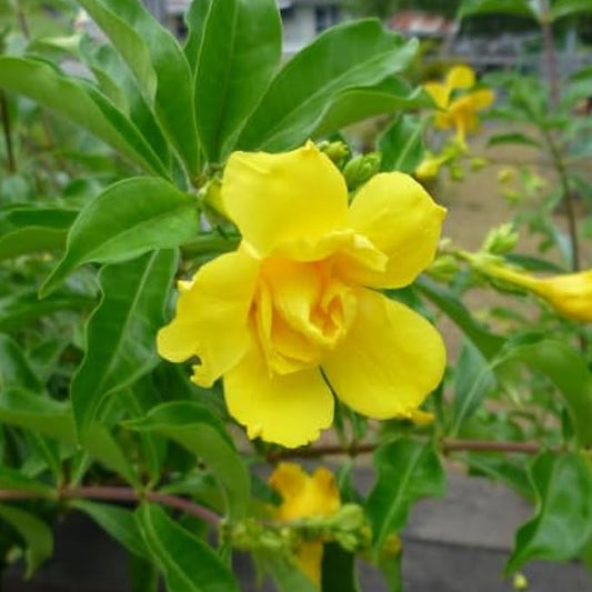 Allamanda yellow double layer flower plant