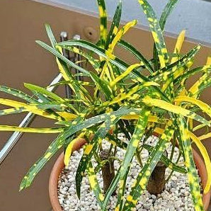 Gold dust long leaf plant