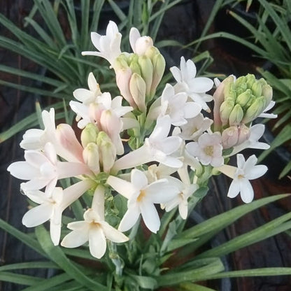 Tuberose Pink sensation bulb