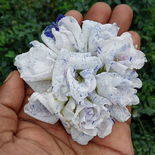 Most Beautiful Asian Dot Aparajita Flower – Sangu poo seeds