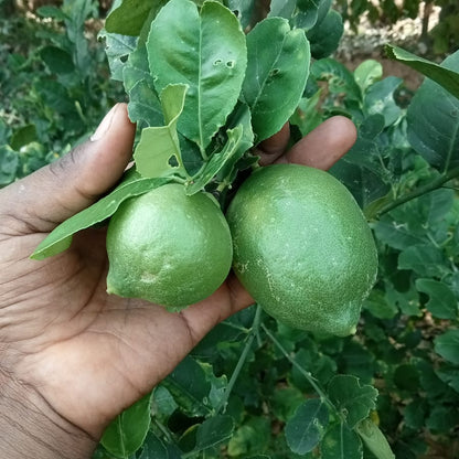 Seedless lemon plant