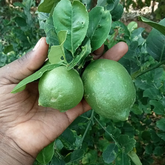 Seedless lemon plant