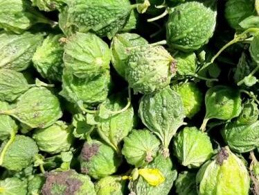 Midhi paagal seeds (short bitter gourd)
