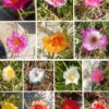 Portulaca,Tiara mixed cuttings combo (40 shades)