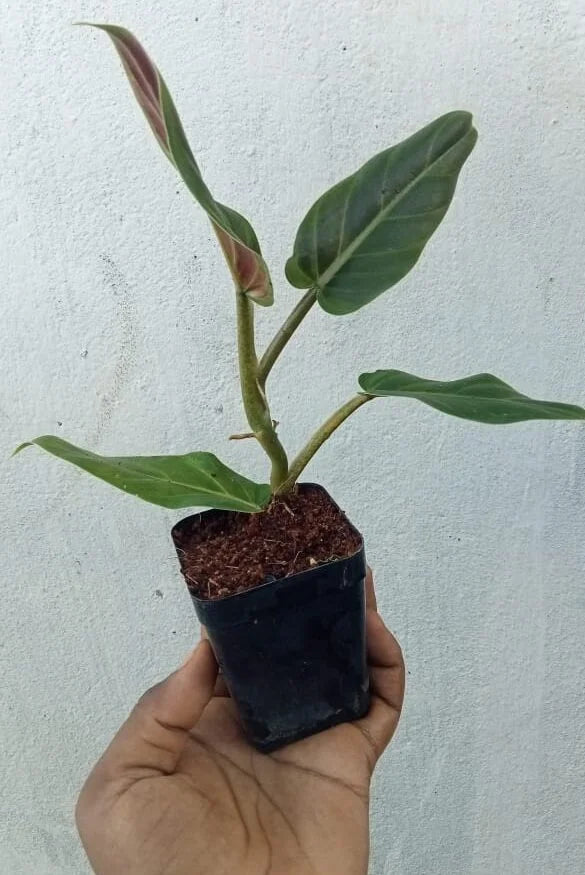 Tree Philodendron : Beautiful Philodendron subhastatum