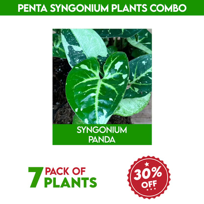 Penta syngonium plants combo