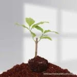 Peanut Butter Fruits Plant