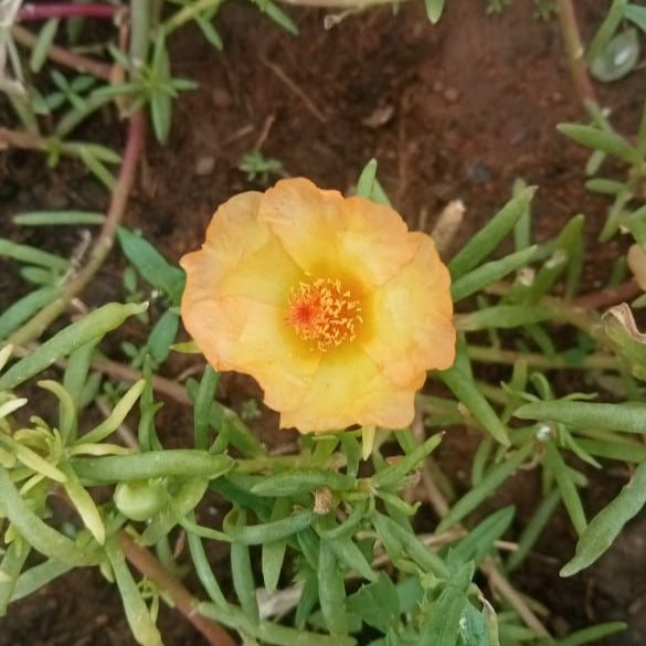 Portulaca tiara Mithu's honey orange