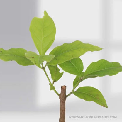 Peanut Butter Fruits Plant
