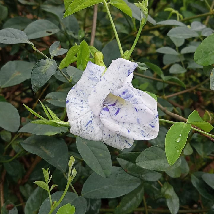 Most Beautiful Asian Dot Aparajita Flower – Sangu poo seeds