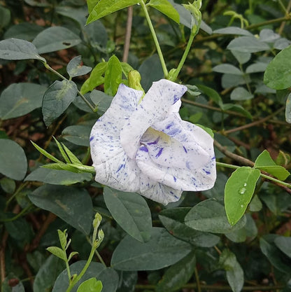 Most Beautiful Asian Dot Aparajita Flower – Sangu poo seeds