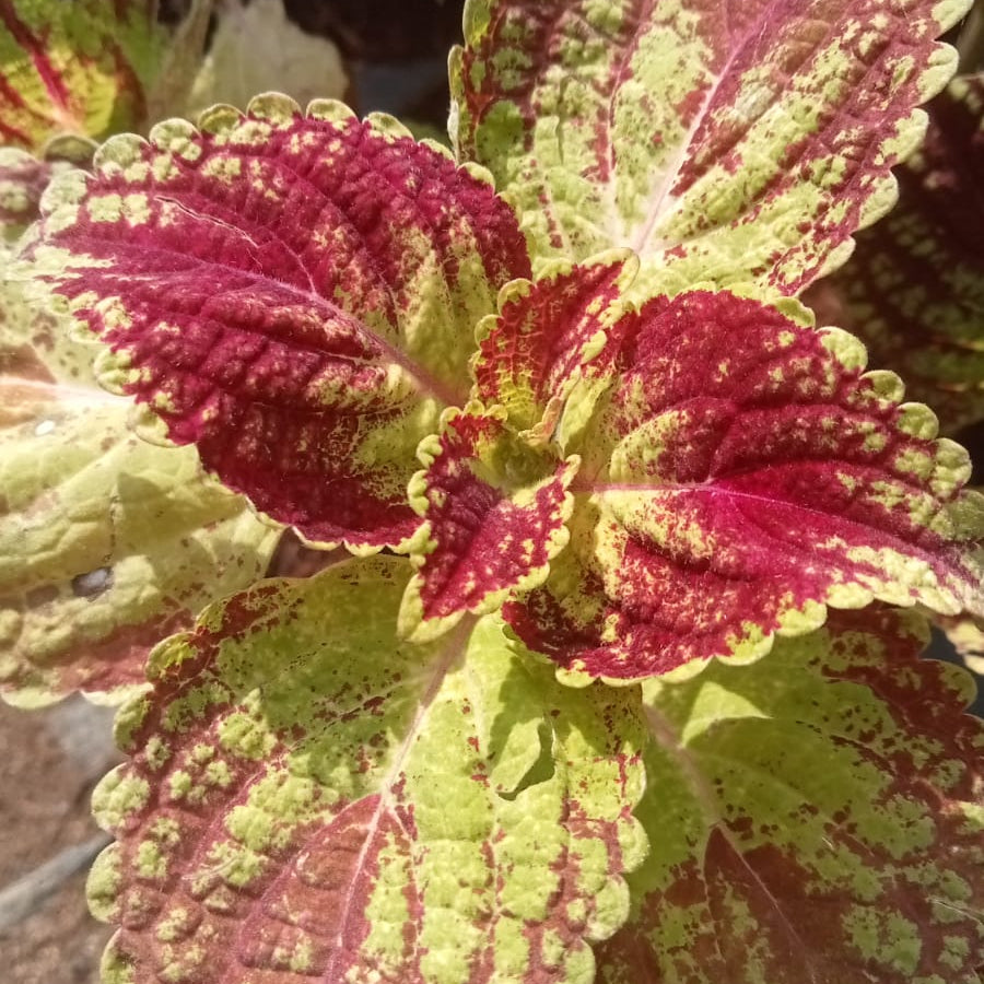Coleus red sunshine plant