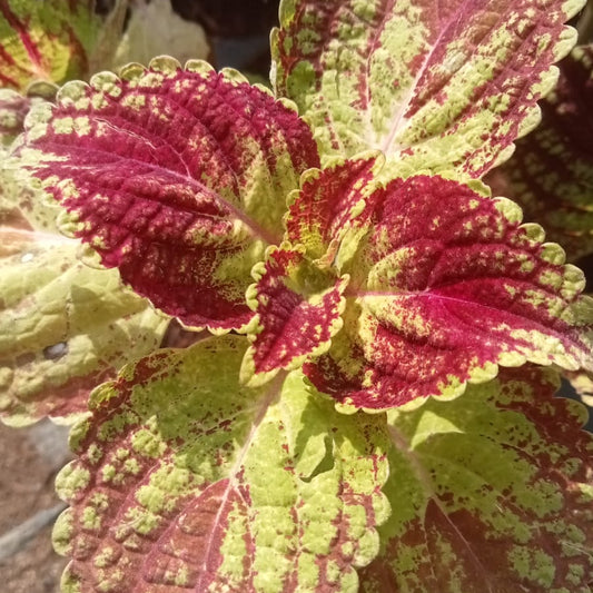 Coleus red sunshine plant