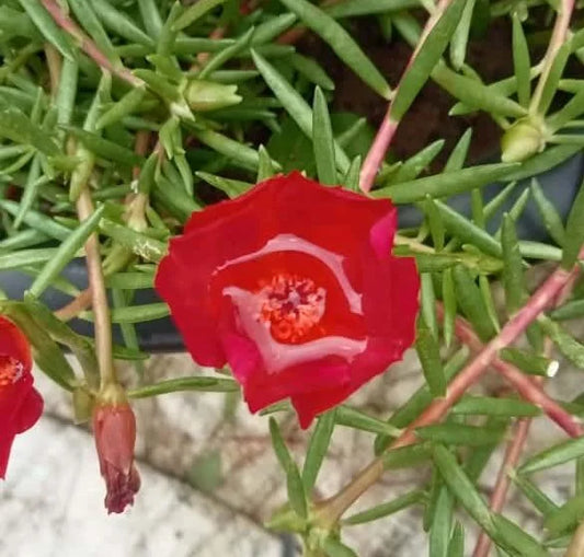 Portulaca tiara red plant