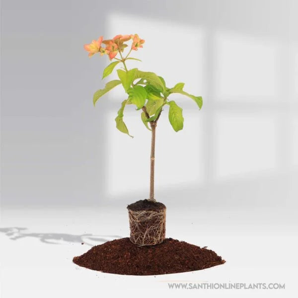 Mussaenda Orange