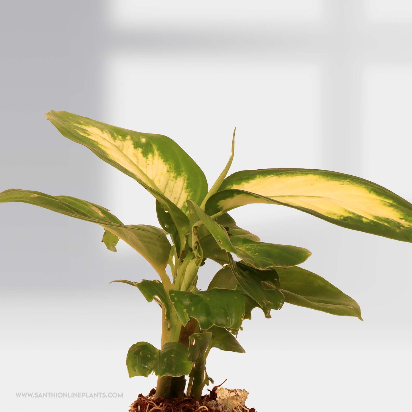 Dieffenbachia Camille
