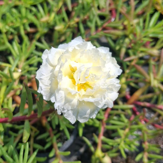 Portulaca 9'o clock white with yellow flower plant