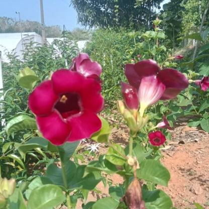 Allamanda Red Velvet : ''A Stunning Tropical Beauty''