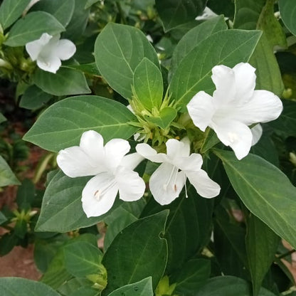 White december flower plant