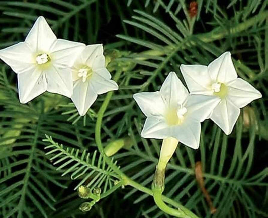 Cypress vine white flower seeds