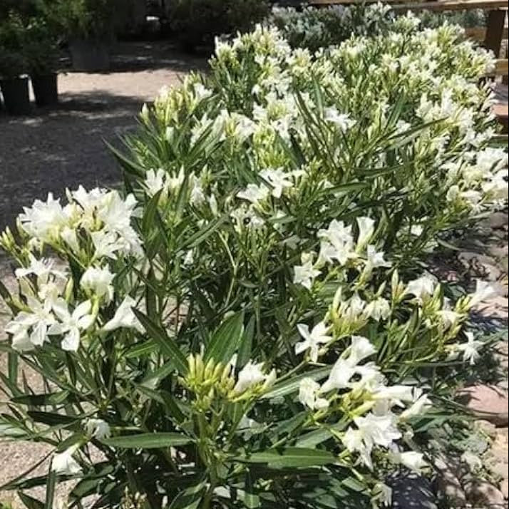 Nerium mini  dwarf  white flower plant