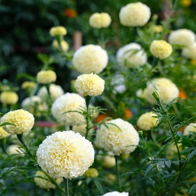 White ball Marigold flower plant