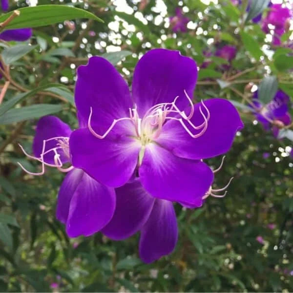 Melastoma malabathricum purple flower plant