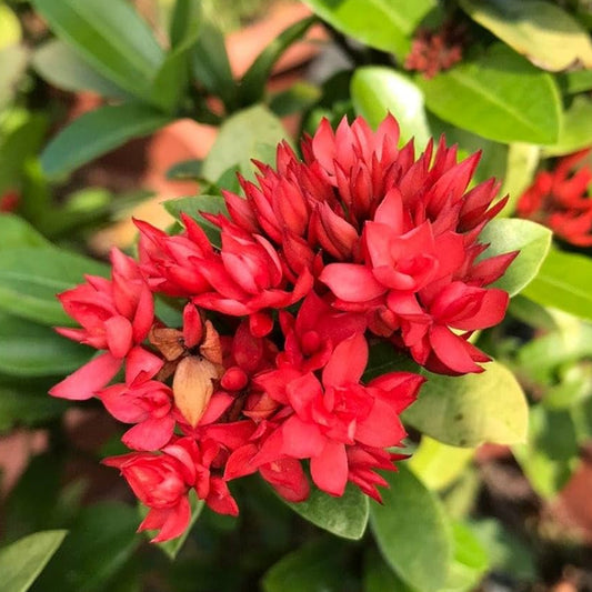 Hybrid ixora 'crimson star' - Rare multipetal ixora plant