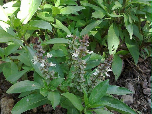 Thiruneetru pachilai-great basil