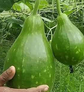 Paanai surai seeds