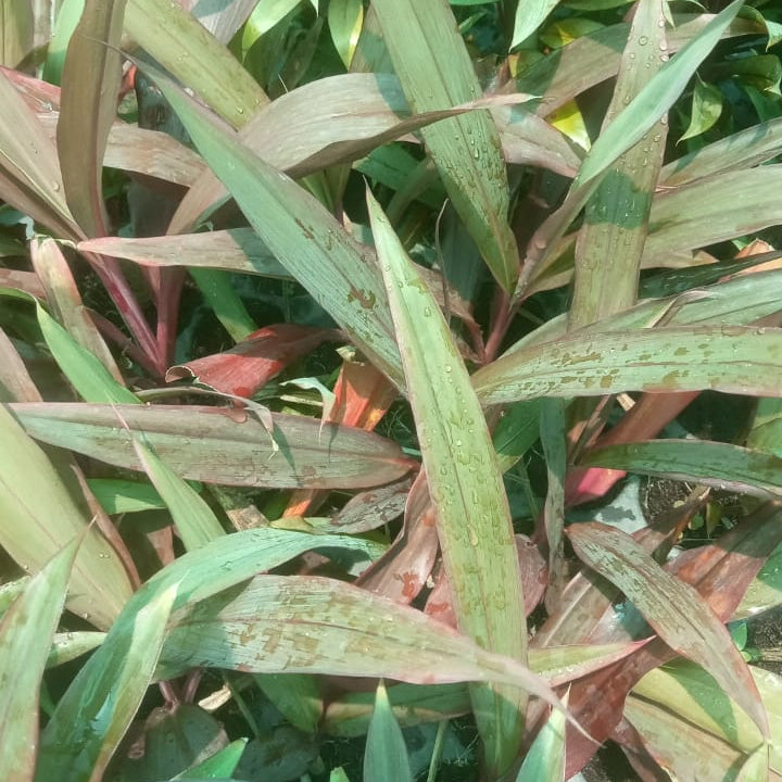 Cordyline Fruticosa-'Red Ruby'
