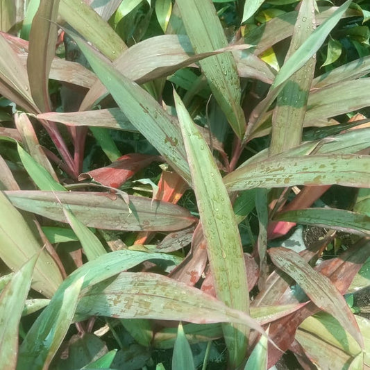 Cordyline Fruticosa-'Red Ruby'