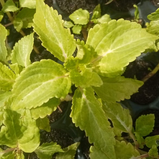 Coleus lemon green plant