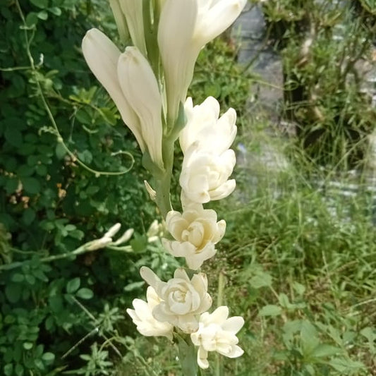 Tuberose white multipetal bulb (Pearl)