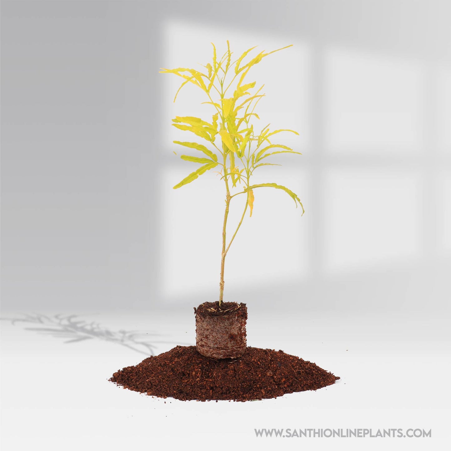 Euodia – Golden Aralia