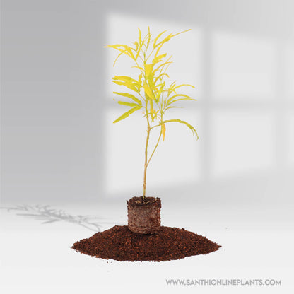Euodia – Golden Aralia