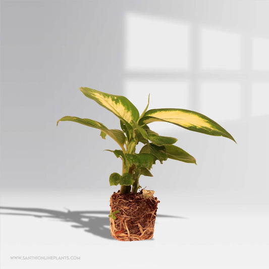Dieffenbachia Camille