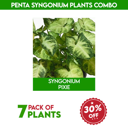 Penta syngonium plants combo