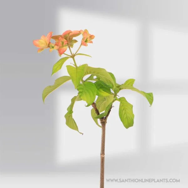 Mussaenda Orange
