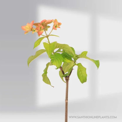 Mussaenda Orange