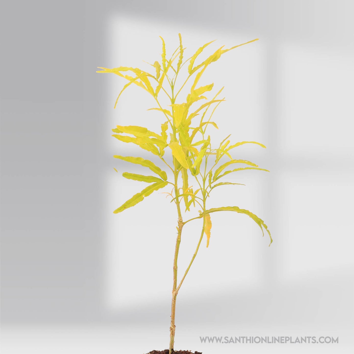Euodia – Golden Aralia