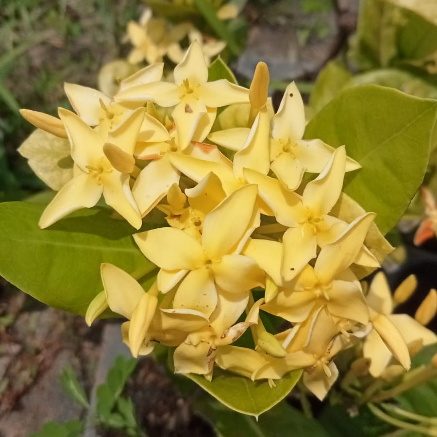 Ixora hybrid bright yellow plant