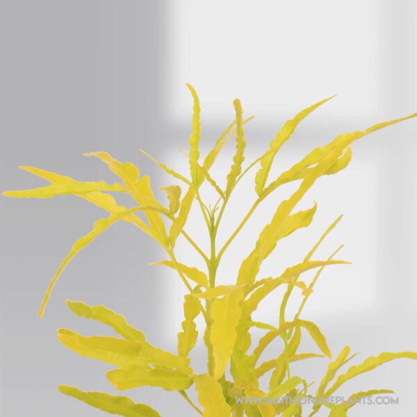 Euodia – Golden Aralia