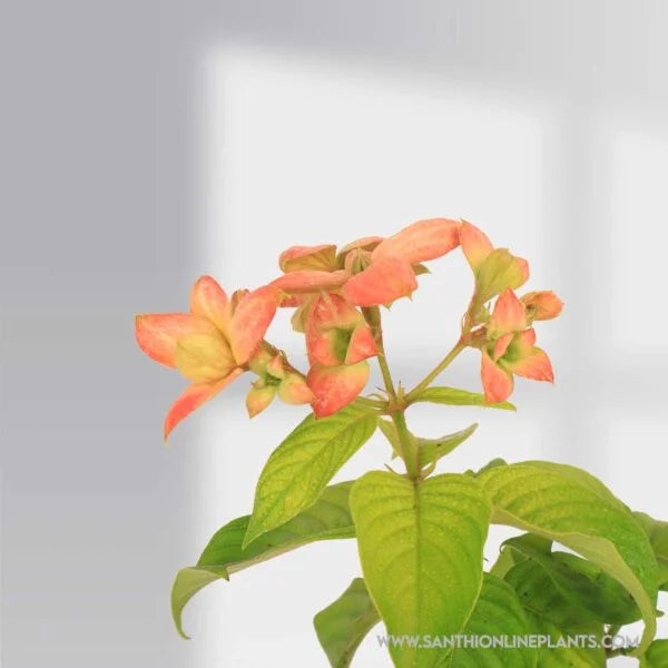 Mussaenda Orange