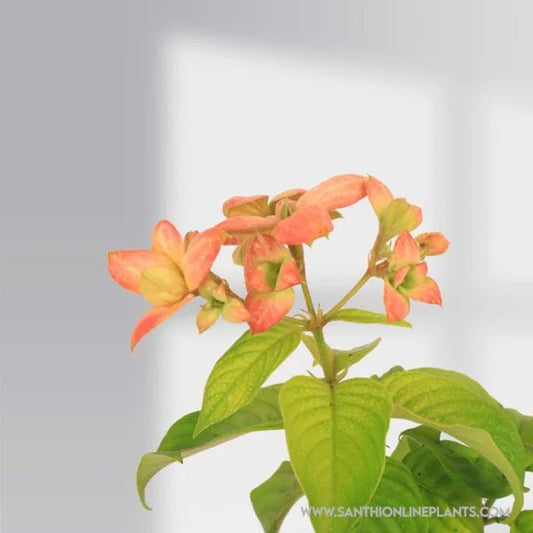 Mussaenda Orange