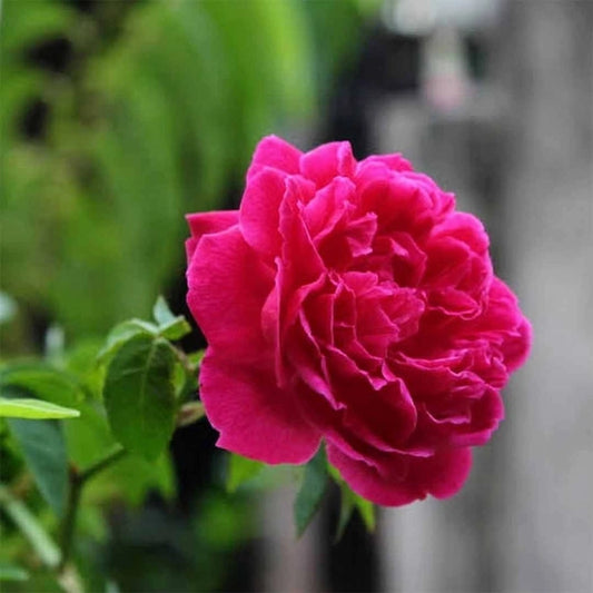 Pink rose plant ( naattu rose)